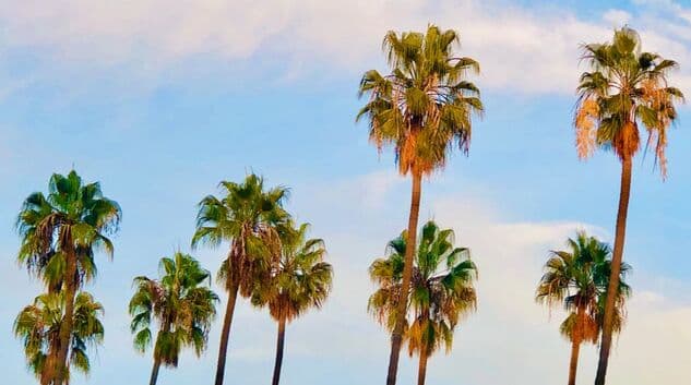 Palm trees in Los Angeles